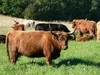 cattle.jpg